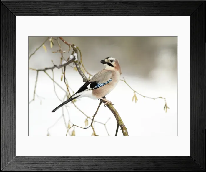 Framed Print : Jay - perched in hazelnut bush, winter, Lower Saxony, Germany Framed Print : Jay - perched in hazelnut bush, winter, Lower Saxony, Germany