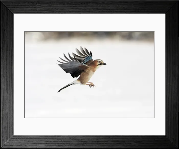 Framed Print : jay - in flight, winter, Lower Saxony, Germany Framed Print : jay - in flight, winter, Lower Saxony, Germany