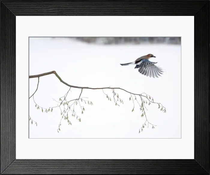 Framed Print : jay - in flight over hazelnut branch, Lower Saxony, Germany Framed Print : jay - in flight over hazelnut branch, Lower Saxony, Germany