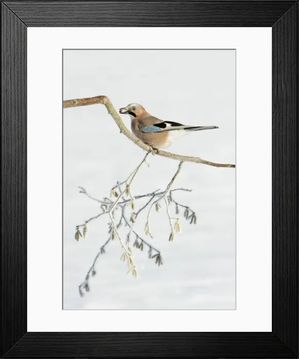 Framed Print : jay - perched on frost covered hazelnut branch, Lower Saxony, Germany Framed Print : jay - perched on frost covered hazelnut branch, Lower Saxony, Germany