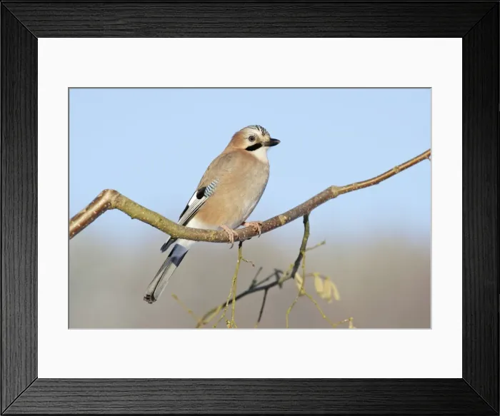 Framed Print : jay - perched in hazelnut branch, Lower Saxony, Germany Framed Print : jay - perched in hazelnut branch, Lower Saxony, Germany