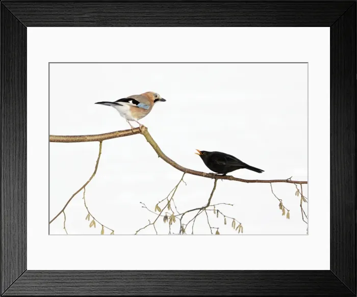 Framed Print : Jay - With Blackbird (Turdus merula) in dispute on branch, winter, Lower Saxony, Germany Framed Print : Jay - With Blackbird (Turdus merula) in dispute on branch, winter, Lower Saxony, Germany