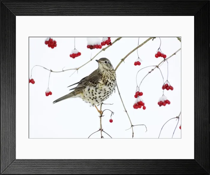 Framed Print : Mistle Thrush - perched on branch of Guelder Rose bush, winter, Lower Saxony, Germany Framed Print : Mistle Thrush - perched on branch of Guelder Rose bush, winter, Lower Saxony, Germany