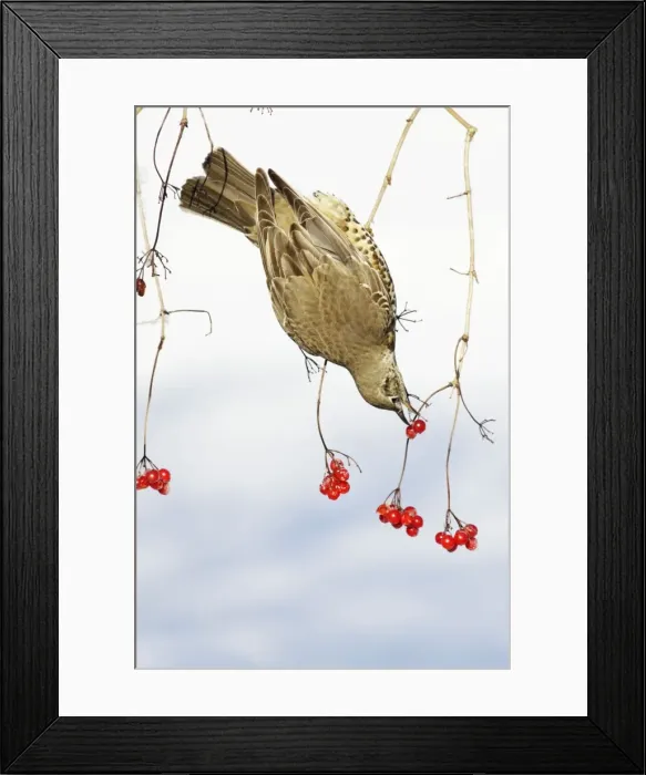Framed Print : Mistle Thrush - feeding on Guelder Rose berries, winter, Lower Saxony, Germany Framed Print : Mistle Thrush - feeding on Guelder Rose berries, winter, Lower Saxony, Germany