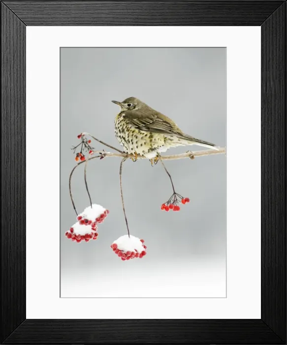 Framed Print : Mistle Thrush - perched on snow covered branch of Guelder Rose bush, winter, Lower Saxony, Germany Framed Print : Mistle Thrush - perched on snow covered branch of Guelder Rose bush, winter, Lower Saxony, Germany