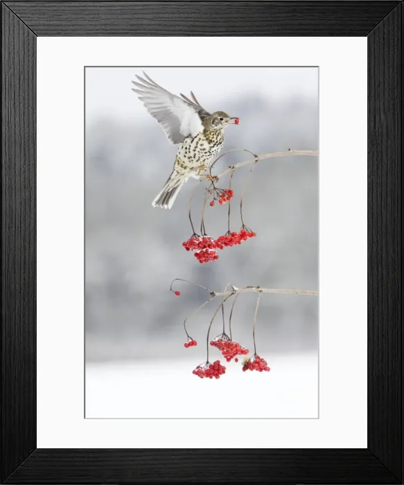 Framed Print : Mistle Thrush - feeding on Guelder Rose berries, winter, Lower Saxony, Germany Framed Print : Mistle Thrush - feeding on Guelder Rose berries, winter, Lower Saxony, Germany