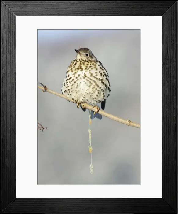 Framed Print : Mistle Thrush - excreting mistletoe berry seeds, Lower Saxony, Germany Framed Print : Mistle Thrush - excreting mistletoe berry seeds, Lower Saxony, Germany