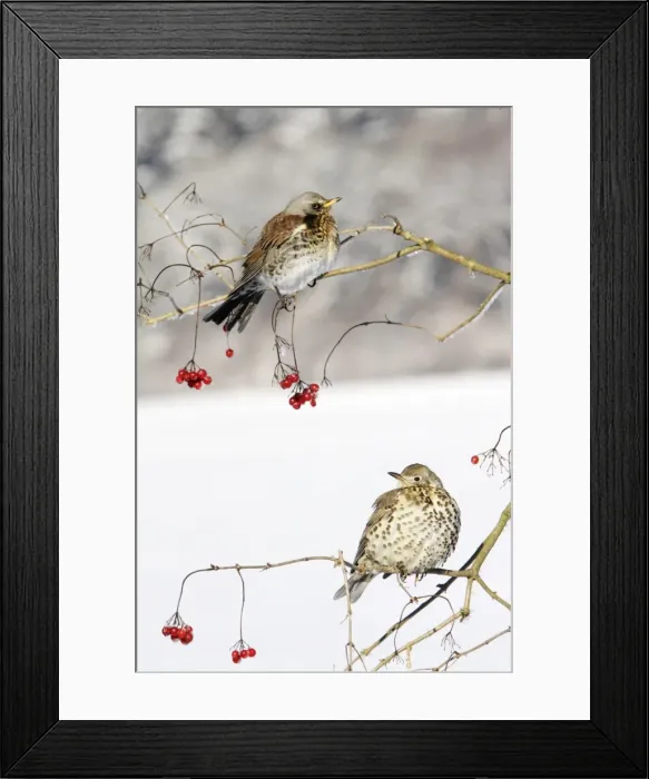Framed Print : Fieldfare - With Mistle Thrush (Turdus viscivorus) on Guelder Rose bush, winter, Lower Saxony, Germany Framed Print : Fieldfare - With Mistle Thrush (Turdus viscivorus) on Guelder Rose bush, winter, Lower Saxony, Germany