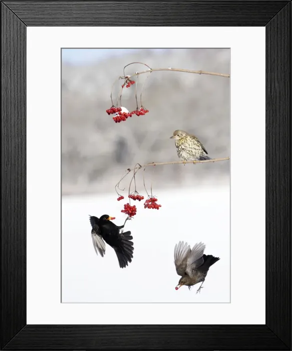 Framed Print : Blackbirds - and Mistle Thrush (Turdus viscivorus) Guelder Rose Berries, Lower Saxony, Germany Framed Print : Blackbirds - and Mistle Thrush (Turdus viscivorus) Guelder Rose Berries, Lower Saxony, Germany
