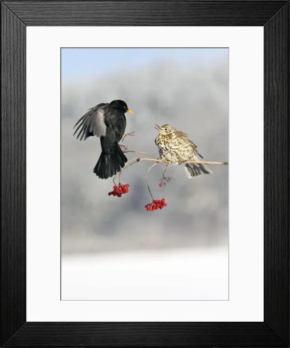 Framed Print : Blackbird - With Mistle Thrush (Turdus viscivorus) fighting over Guelder Rose Berries, winter, Lower Saxony, Germany Framed Print : Blackbird - With Mistle Thrush (Turdus viscivorus) fighting over Guelder Rose Berries, winter, Lower Saxony, Germany