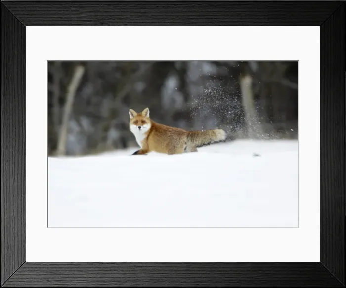 Framed Print : European Red Fox - running across snow covered field, Lower Saxony, Germany Framed Print : European Red Fox - running across snow covered field, Lower Saxony, Germany
