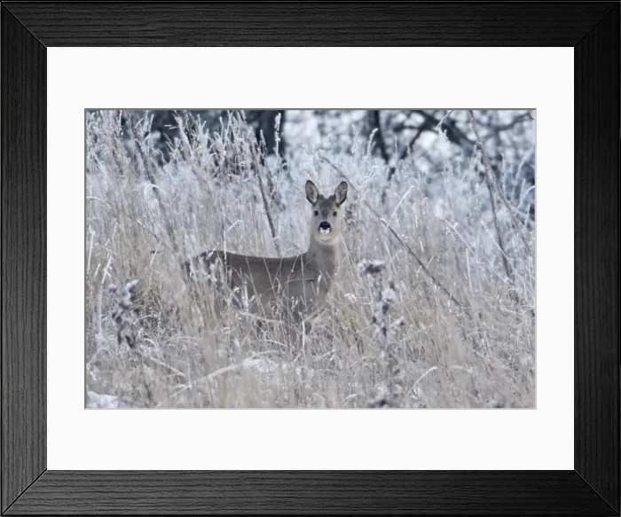 Framed Print : Roe Deer - buck in grass wilderness, showing growth of new horns, Lower Saxony, Germany Framed Print : Roe Deer - buck in grass wilderness, showing growth of new horns, Lower Saxony, Germany