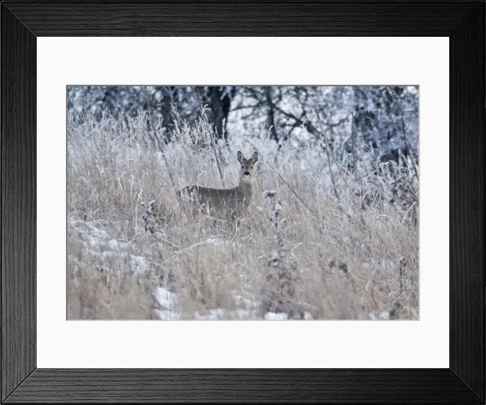 Framed Print : Roe Deer - buck in grass wilderness, showing growth of new horns, Lower Saxony, Germany Framed Print : Roe Deer - buck in grass wilderness, showing growth of new horns, Lower Saxony, Germany