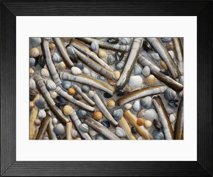 Framed Print : Mixed Shells - Razor shells, Baltic Tellin shells (Macoma balthica) Common Mussel shells (Mytilus edulis), and Common Cockles (Cerastoderma edula) North Sea, Island of Texel, Holland Framed Print : Mixed Shells - Razor shells, Baltic Tellin shells (Macoma balthica) Common Mussel shells (Mytilus edulis), and Common Cockles (Cerastoderma edula) North Sea, Island of Texel, Holland