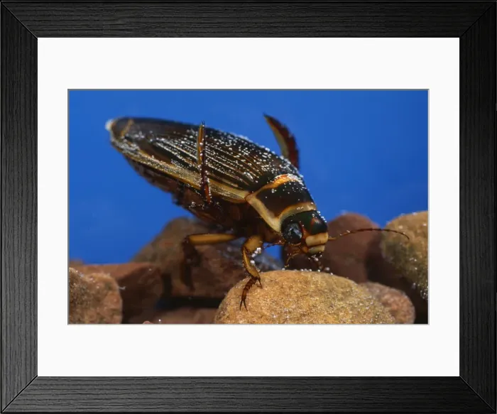 Framed Print : Great Diving Beetle - underwater Framed Print : Great Diving Beetle - underwater