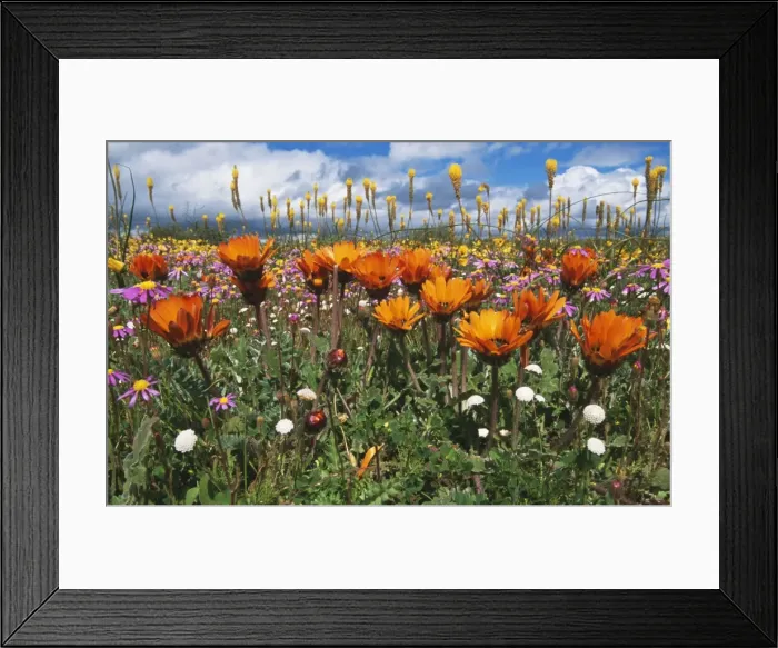 Framed Print : South Africa VAN 119 Arctotis fastuosa in flower Namaqualand. © Ingrid van den Berg / ARDEA LONDON Framed Print : South Africa VAN 119 Arctotis fastuosa in flower Namaqualand. © Ingrid van den Berg / ARDEA LONDON