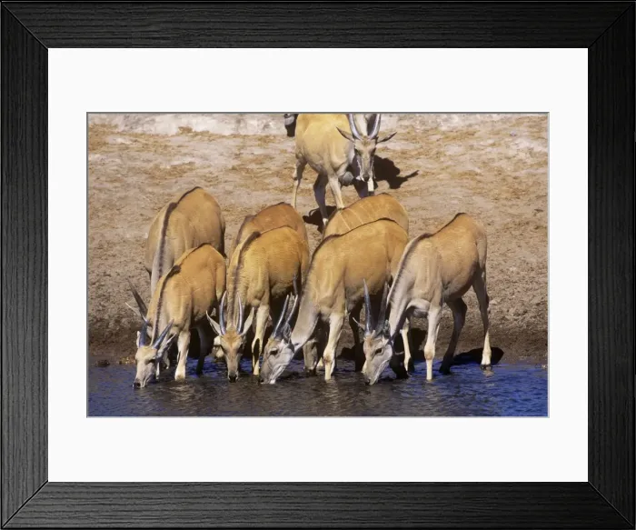 Framed Print : Eland - part of drinking herd Etosha National Park, Namibia, Africa Framed Print : Eland - part of drinking herd Etosha National Park, Namibia, Africa