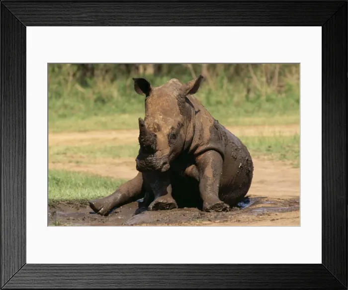 Framed Print : White Rhinocerus VAN 2 Wallowing. KwaZulu-Natal Midlands, South Africa. Ceratotherium simum © Ingrid van den Berg / ARDEA LONDON Framed Print : White Rhinocerus VAN 2 Wallowing. KwaZulu-Natal Midlands, South Africa. Ceratotherium simum © Ingrid van den Berg / ARDEA LONDON
