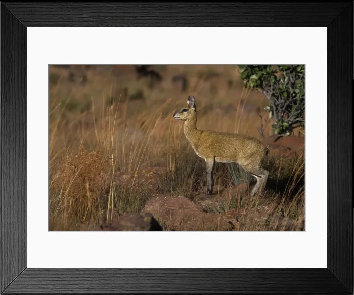 Framed Print : Klipspringer's - female Marakele National Park, South Africa Framed Print : Klipspringer's - female Marakele National Park, South Africa