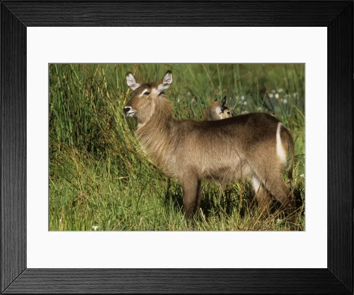 Framed Print : Waterbuck - female Okavango Delta, Botswana, Africa