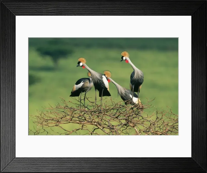 Framed Print : Crowned Crane VAN 79 Group perching in tree. Kwazulu-Natal Midlands, South Africa. Balearica regulorum © Ingrid van den Berg  /  ARDEA LONDON