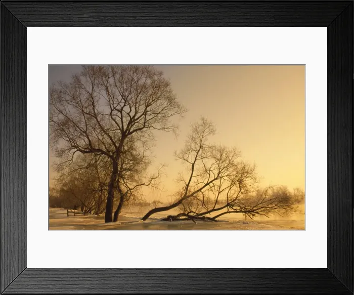 Framed Print : Frost on tree at evening light River Narew Poland 80053223 Framed Print : Frost on tree at evening light River Narew Poland 80053223