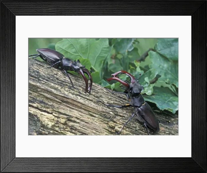 Framed Print : Stag Beetle - Two males defending their territory - The Netherlands, Drenthe Framed Print : Stag Beetle - Two males defending their territory - The Netherlands, Drenthe