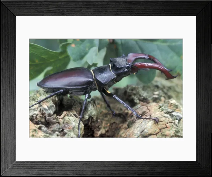 Framed Print : Stag Beetle - Male - The Netherlands - Drenthe Framed Print : Stag Beetle - Male - The Netherlands - Drenthe
