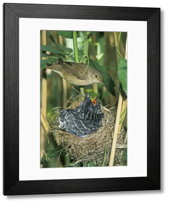 Framed Print : Common Cuckoo - Juvenile in nest being fed by Reed Warbler - Overijssel - The Netherlands Framed Print : Common Cuckoo - Juvenile in nest being fed by Reed Warbler - Overijssel - The Netherlands