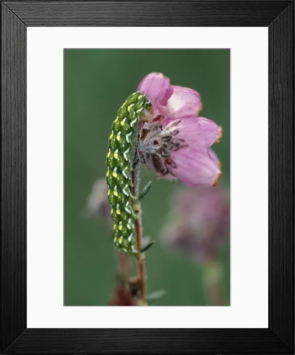 Framed Print : Beautiful Yellow Underwing Caterpillar - on cross-leaved heath Framed Print : Beautiful Yellow Underwing Caterpillar - on cross-leaved heath