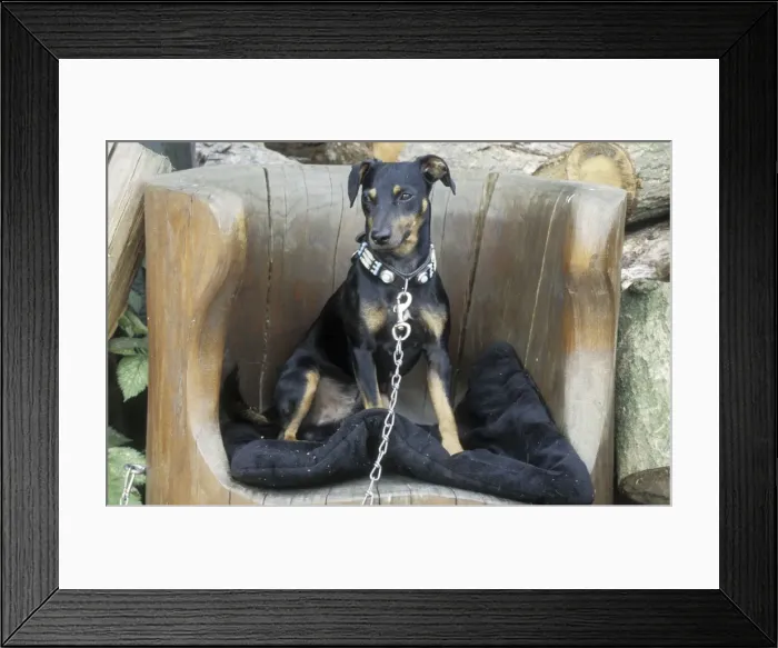 Framed Print : Dog - Sitting in chair and kept on a leash - The Netherlands, Overijssel, Twente Framed Print : Dog - Sitting in chair and kept on a leash - The Netherlands, Overijssel, Twente