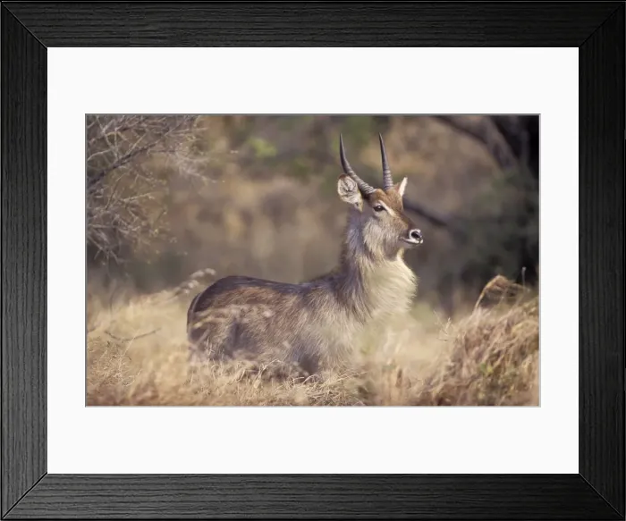Framed Print : Waterbuck - Adult male - South Africa, Sabi Sabi game reserve Framed Print : Waterbuck - Adult male - South Africa, Sabi Sabi game reserve