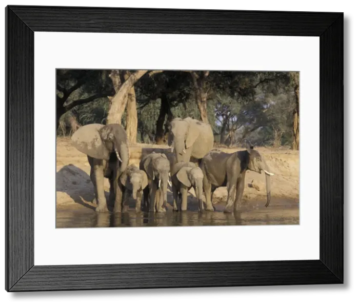 Framed Print : African Elephant - A breeding herd drinking at the Zambezi river Framed Print : African Elephant - A breeding herd drinking at the Zambezi river