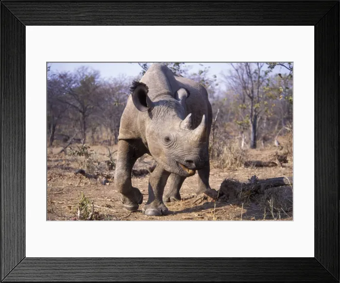 Framed Print : Black Rhinoceros - Subadult female - Matusadona NP - Zimbabwe - Africa Framed Print : Black Rhinoceros - Subadult female - Matusadona NP - Zimbabwe - Africa