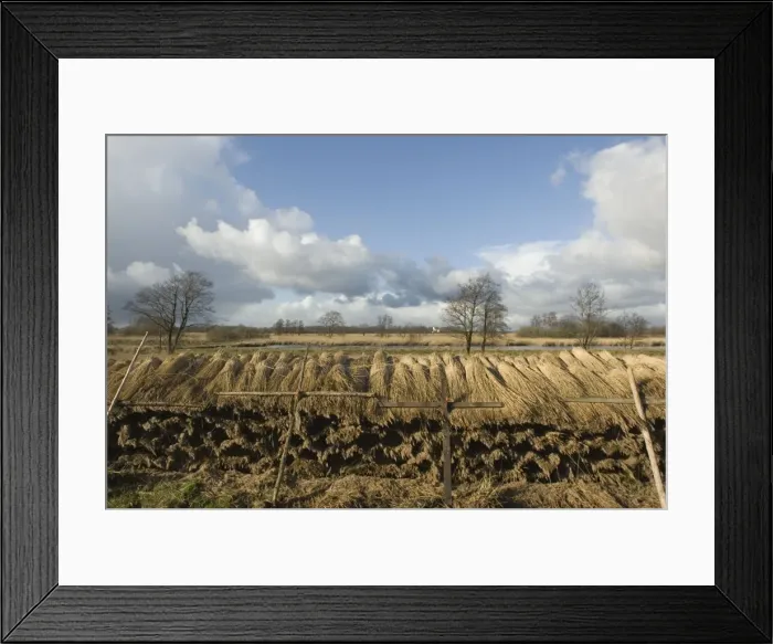 Framed Print : Reed culture in fenland Landscape of nature reserve The Wieden, Overijssel, The Netherlands Framed Print : Reed culture in fenland Landscape of nature reserve The Wieden, Overijssel, The Netherlands