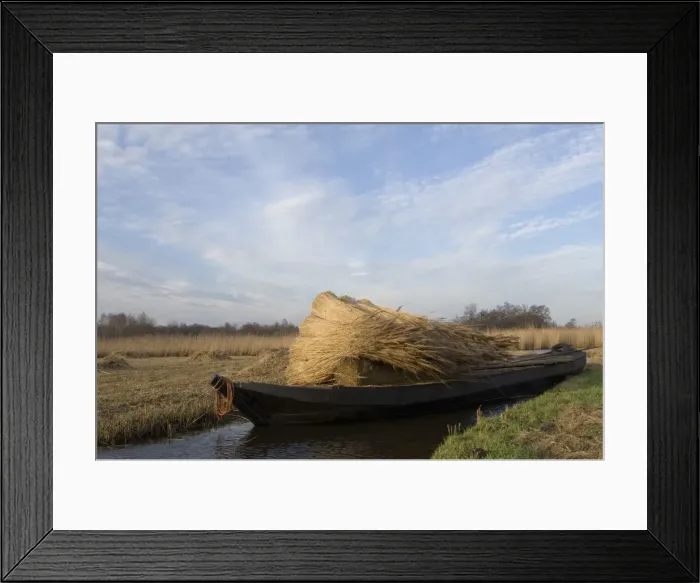 Framed Print : Reed culture Reed bundles are moved by boat in the fenland The Netherlands, Overijssel, nature reserve The Wieden Framed Print : Reed culture Reed bundles are moved by boat in the fenland The Netherlands, Overijssel, nature reserve The Wieden