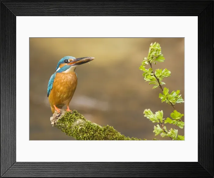 Framed Print : Common Kingfisher - Adult male with fish prey in beak - Overijssel - Twente - The Netherlands Framed Print : Common Kingfisher - Adult male with fish prey in beak - Overijssel - Twente - The Netherlands
