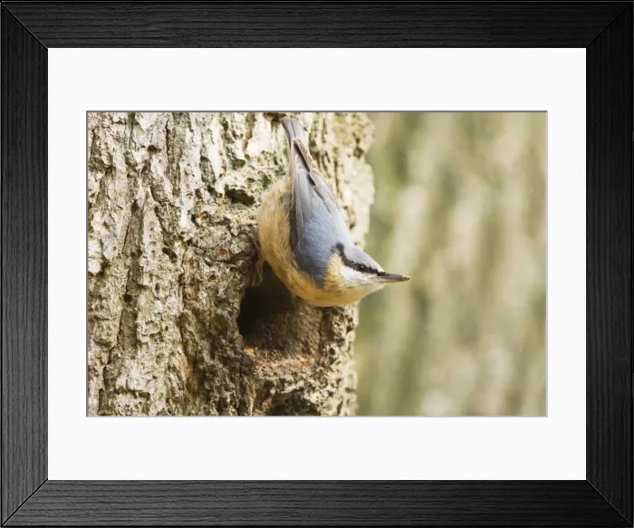 Framed Print : Eurasian Nuthatch - Building nest - forestry Staphorst - Overijssel - The Netherlands Framed Print : Eurasian Nuthatch - Building nest - forestry Staphorst - Overijssel - The Netherlands