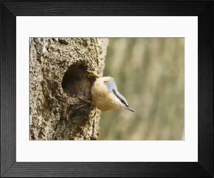 Framed Print : Eurasian Nuthatch - Building nest - forestry Staphorst - Overijssel - The Netherlands Framed Print : Eurasian Nuthatch - Building nest - forestry Staphorst - Overijssel - The Netherlands