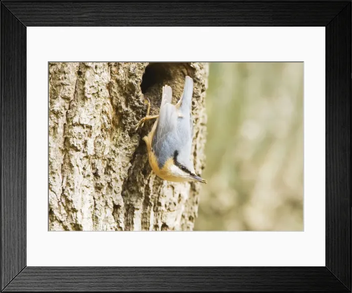 Framed Print : Eurasian Nuthatch - Building nest - forestry Staphorst - Overijssel - The Netherlands Framed Print : Eurasian Nuthatch - Building nest - forestry Staphorst - Overijssel - The Netherlands