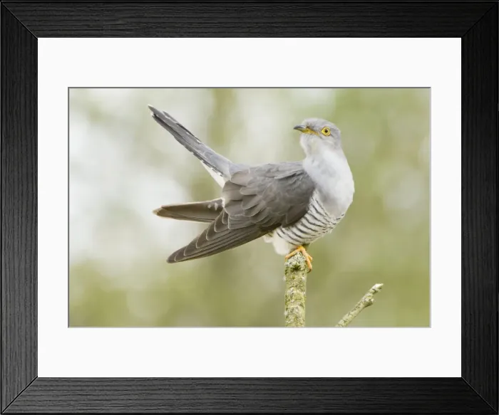 Framed Print : Common Cuckoo - Adult male display - Overijssel - De Wieden - The Netherlands Framed Print : Common Cuckoo - Adult male display - Overijssel - De Wieden - The Netherlands