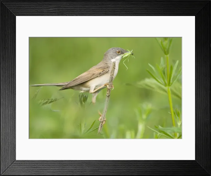 Framed Print : Common Whitethroat - Male with prey in beak Framed Print : Common Whitethroat - Male with prey in beak