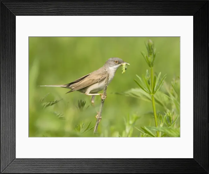 Framed Print : Common Whitethroat - Male with prey in beak Framed Print : Common Whitethroat - Male with prey in beak