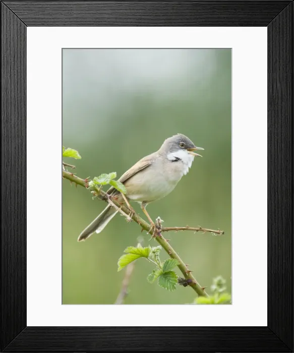 Framed Print : Common Whitethroat - Male singing - The netherlands - Overijssel - De Wieden Framed Print : Common Whitethroat - Male singing - The netherlands - Overijssel - De Wieden