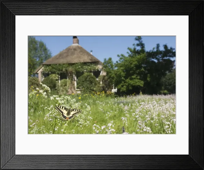 Framed Print : Swallowtail Butterfly - In field of flowers in front of a farmhouse - The Netherlands - Overijssel - Koekange Framed Print : Swallowtail Butterfly - In field of flowers in front of a farmhouse - The Netherlands - Overijssel - Koekange