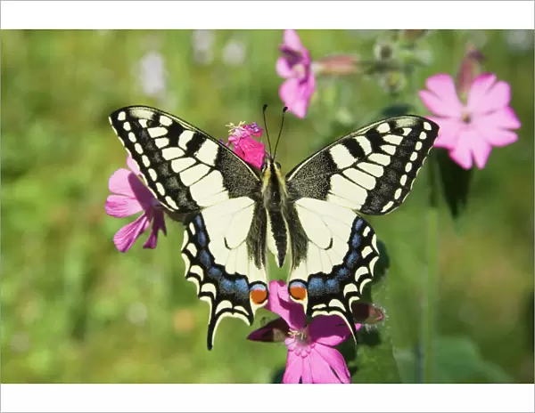 Swallowtail Butterfly - On Red Campion - The Netherlands