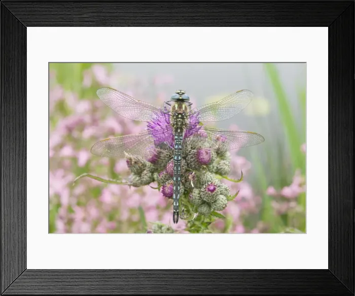 Framed Print : Hairy Dragonfly - Male on marsh thistle - The Netherlands - Overijssel - De Wieden Framed Print : Hairy Dragonfly - Male on marsh thistle - The Netherlands - Overijssel - De Wieden