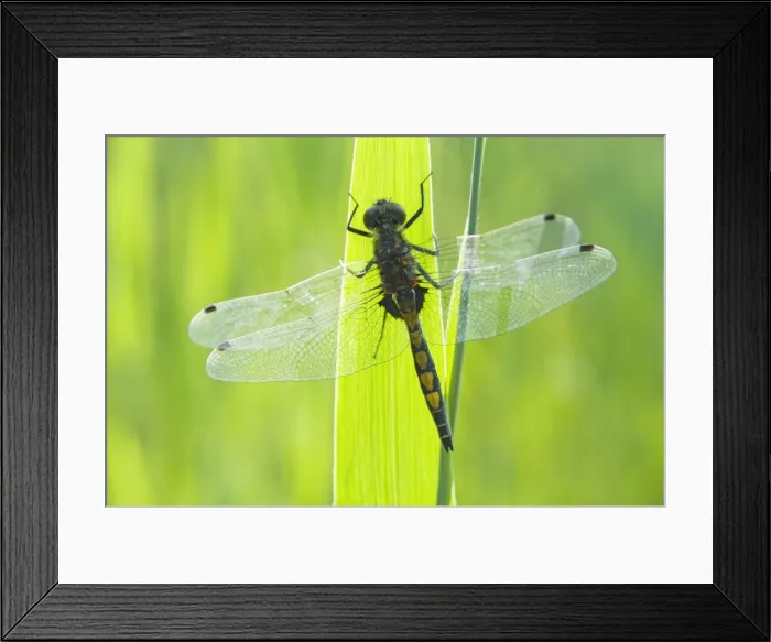 Framed Print : Large white-faced darter - Male - The Netherlands - Overijssel - De Wieden Framed Print : Large white-faced darter - Male - The Netherlands - Overijssel - De Wieden