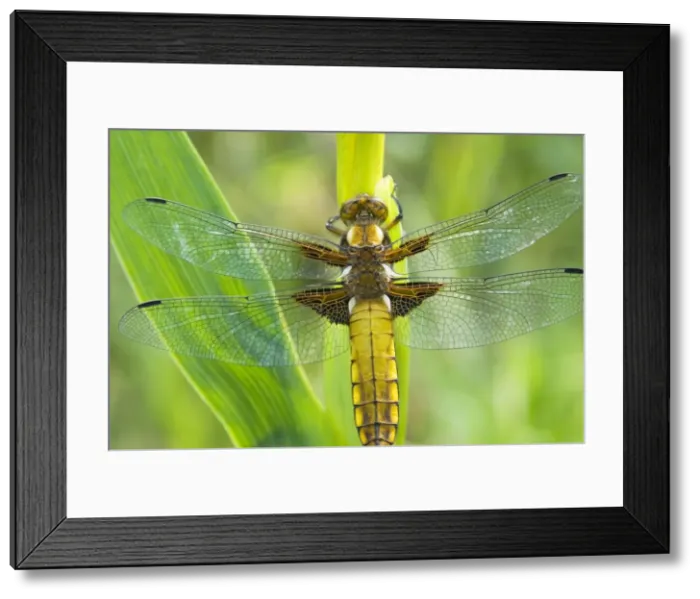Framed Print : Broad Bellied Chaser - Female on yellow flag - The Netherlands - Overijssel - De Wieden Framed Print : Broad Bellied Chaser - Female on yellow flag - The Netherlands - Overijssel - De Wieden