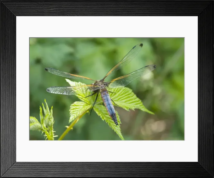 Framed Print : Black Tailed Skimmer - Male - The Netherlands - Overijssel - De Wieden Framed Print : Black Tailed Skimmer - Male - The Netherlands - Overijssel - De Wieden